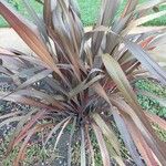 Phormium tenax Leaf