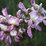 Lonchocarpus heptaphyllus Floare