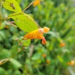 Impatiens capensis Floare