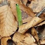 Arum cylindraceum Blad