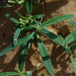 Gisekia pharnaceoides Hoja