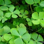 Marsilea quadrifolia Levél