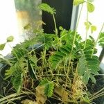 Mimosa pudicaЛист