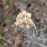 Helichrysum saxatile Кветка