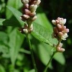 Persicaria maculosa Цвят