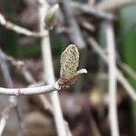 Elaeagnus umbellata Leht