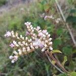 Cyrtocymura scorpioides Flor