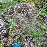 Rosa seraphinii Mosusu