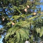 Jacaranda mimosifolia Lehti