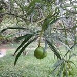 Thevetia neriifolia Hoja