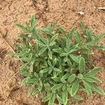 Heliotropium bacciferum Hábito