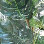 Monstera deliciosa Leaf