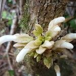 Oxera sessilifolia