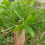 Acacia auriculiformis Blad