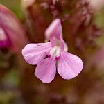 Pedicularis sylvatica Квітка