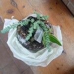 Sedum burrito Лист