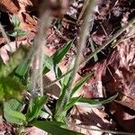 Plantago atrata Schors