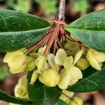 Berberis julianae 花