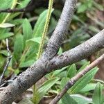 Salix glauca Bark