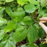 Crudia tomentosa Hoja