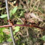 Bulbophyllum resupinatum Kwiat