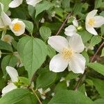Philadelphus coronarius Flower