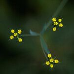 Bupleurum praealtum Цветок