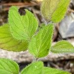 Clinopodium nepeta 葉