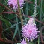 Mimosa pudicaŽiedas