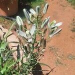 Albuca abyssinica Fleur