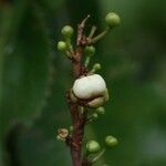 Aphloia theiformis Fruit