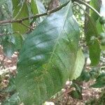 Psychotria carthagenensis Hoja