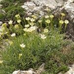 Silene saxifraga Hábitos