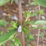 Hygrophila auriculata List