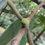 Ficus popenoei Frukto