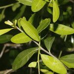 Sideroxylon obtusifolium Leaf