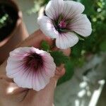 Malope trifida 花