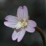 Epilobium collinum Flor