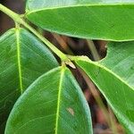 Myrcia pyrifolia Leaf