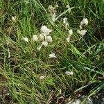 Eriophorum angustifolium Hábito