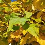 Catalpa bignonioidesList