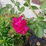 Rosa chinensis花