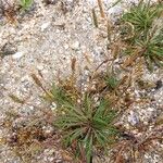 Plantago coronopus Habitus