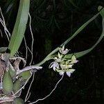 Prosthechea chacaoensis Ďalší