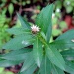 Symphyotrichum × salignum Liść