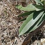 Boscia mossambicensis Hoja