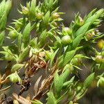 Lysimachia linum-stellatum Vaisius