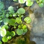 Nasturtium officinale Blad