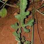 Cucumis ficifolius Leaf