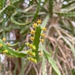 Euphorbia grandidens Квітка